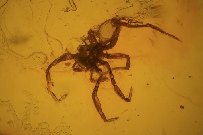 Detailed Fossil Spider (Aranea) In Baltic Amber #84569